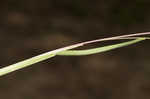 Common carpetgrass